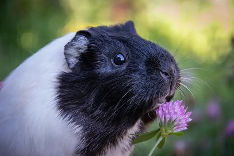 Cavia’s