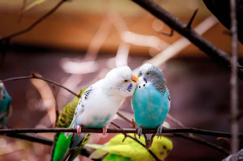 Vogels