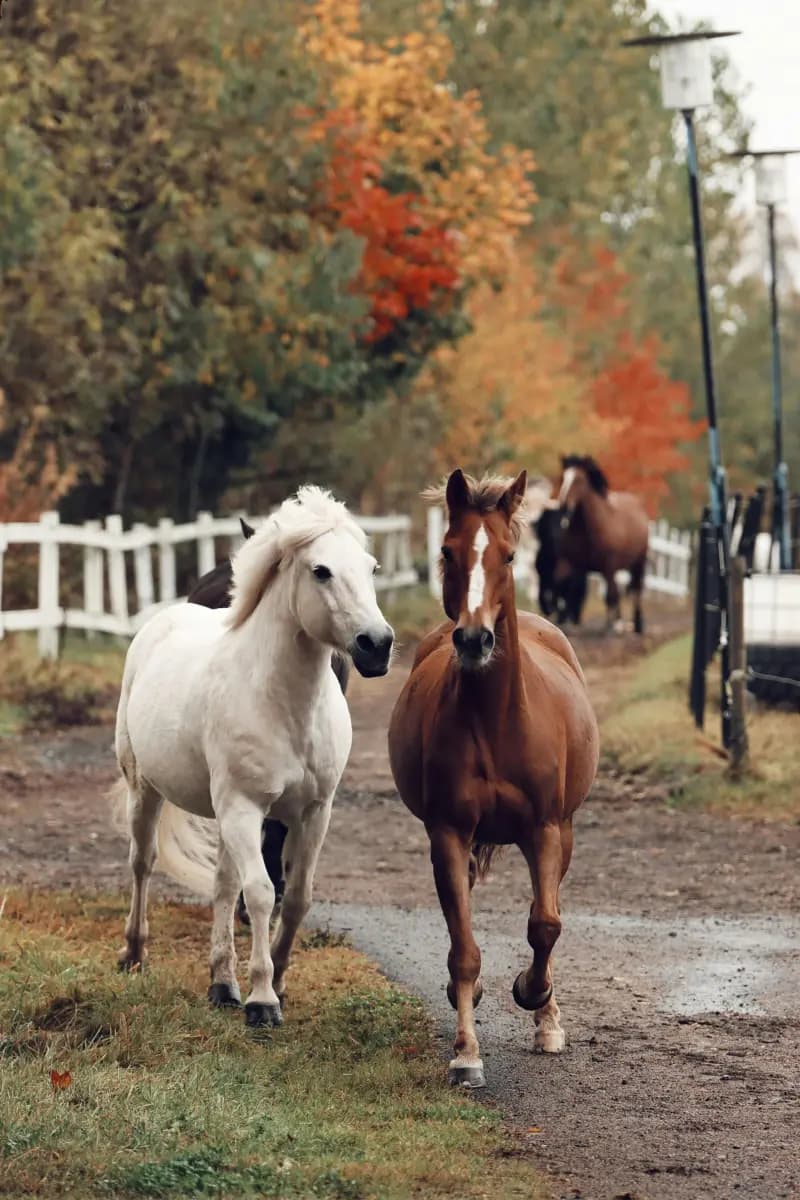 Paarden