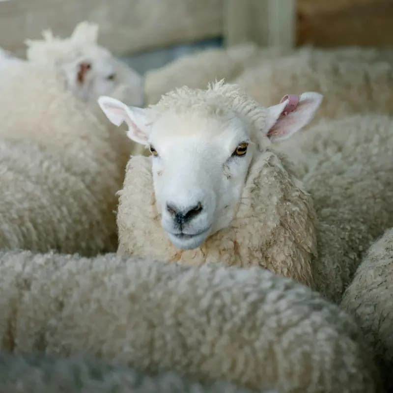Schapen