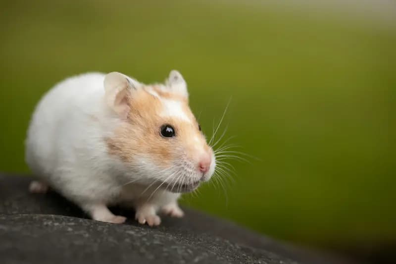 Hamsters