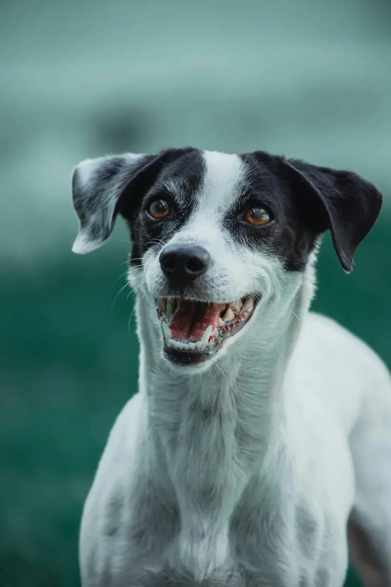 Honden