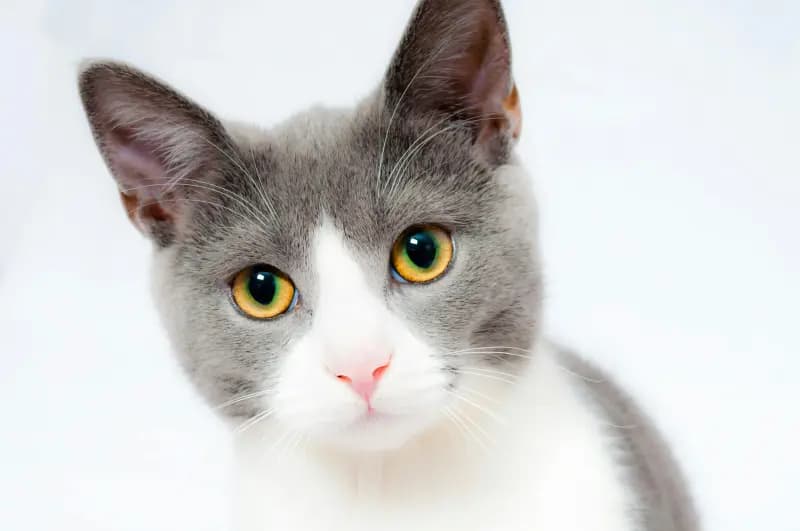 Katten