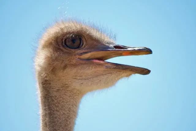 Loopvogels