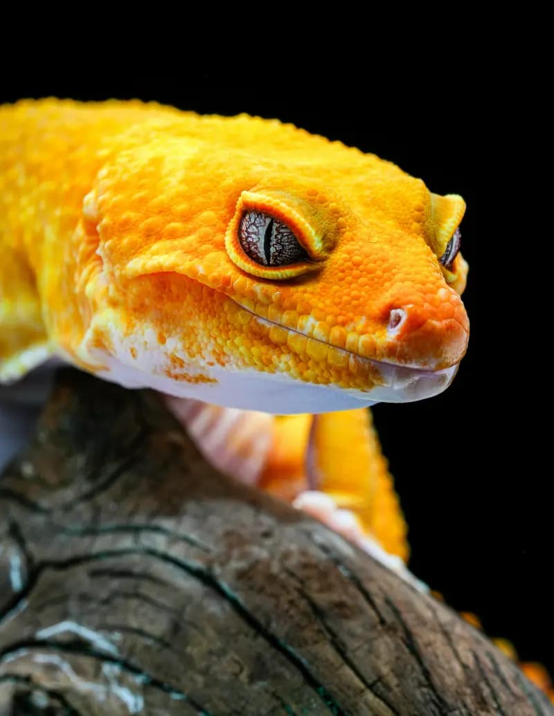 Reptielen