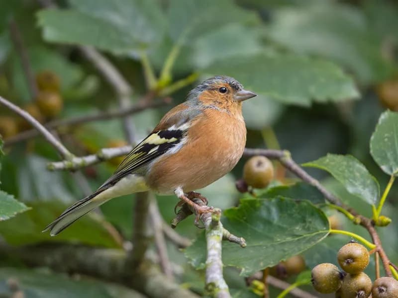 Vink