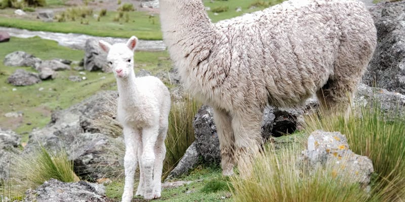 Alpaca voeding: wat eten alpacas?