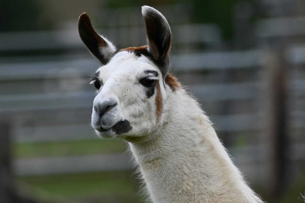 Alpaca's en lama's in de hitte: scheren, schaduw en water