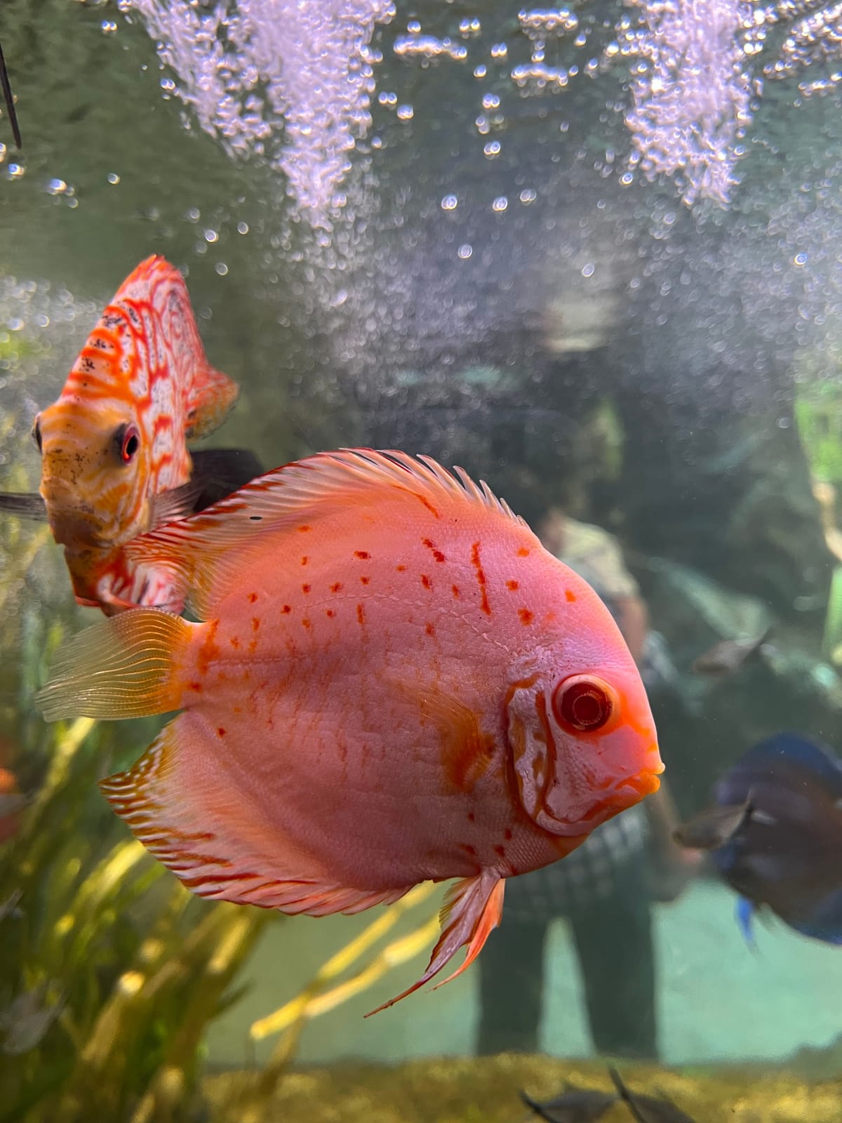 Hoe vaak moet je aquariumvissen voeren?