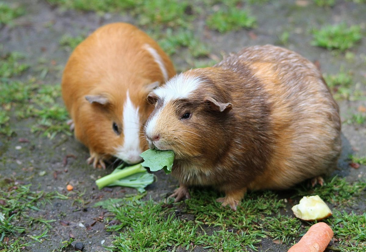 Blaasgruis bij cavia's: zo kies je calciumarm groenvoer
