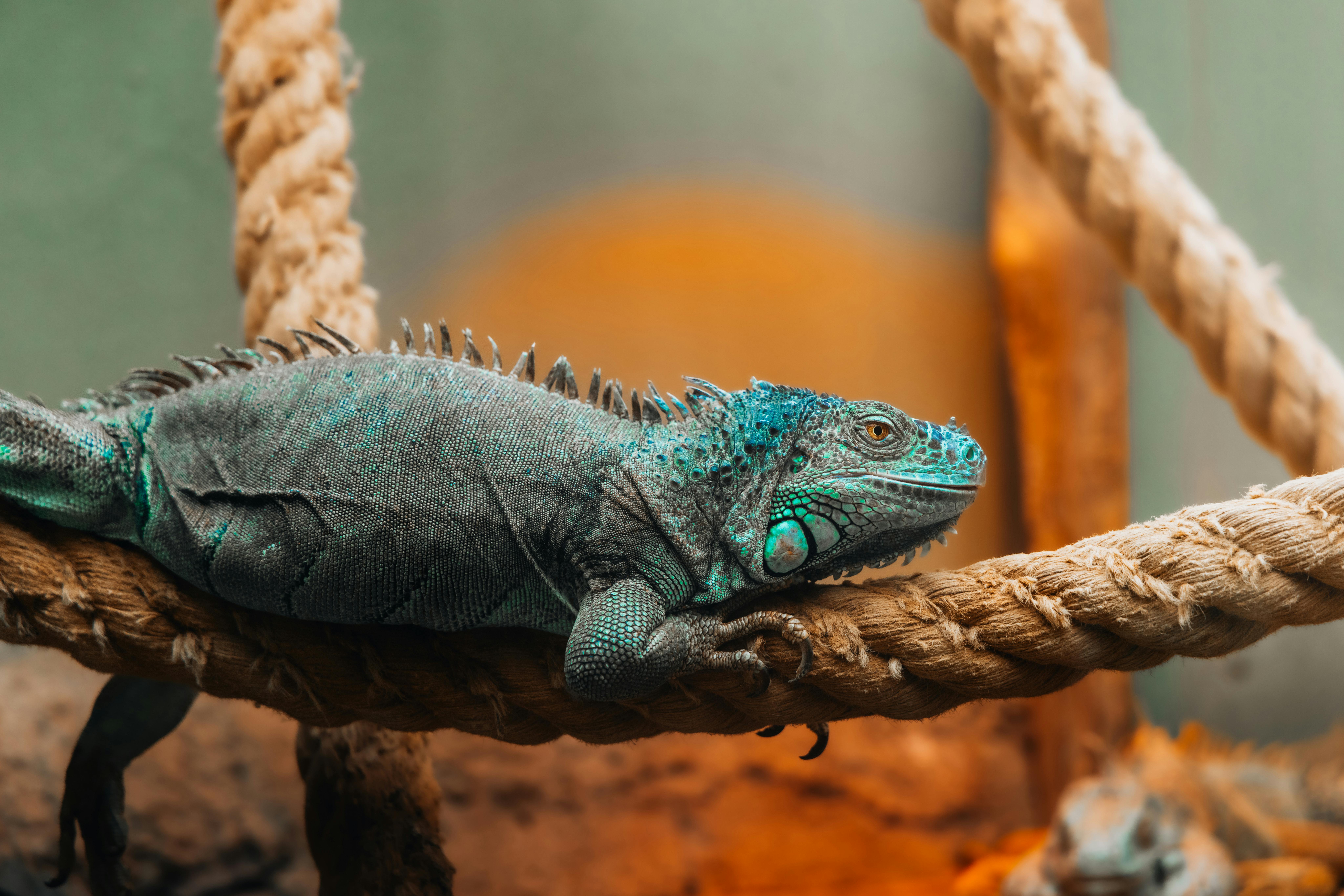 Calcium en vitamine D3 voor reptielen