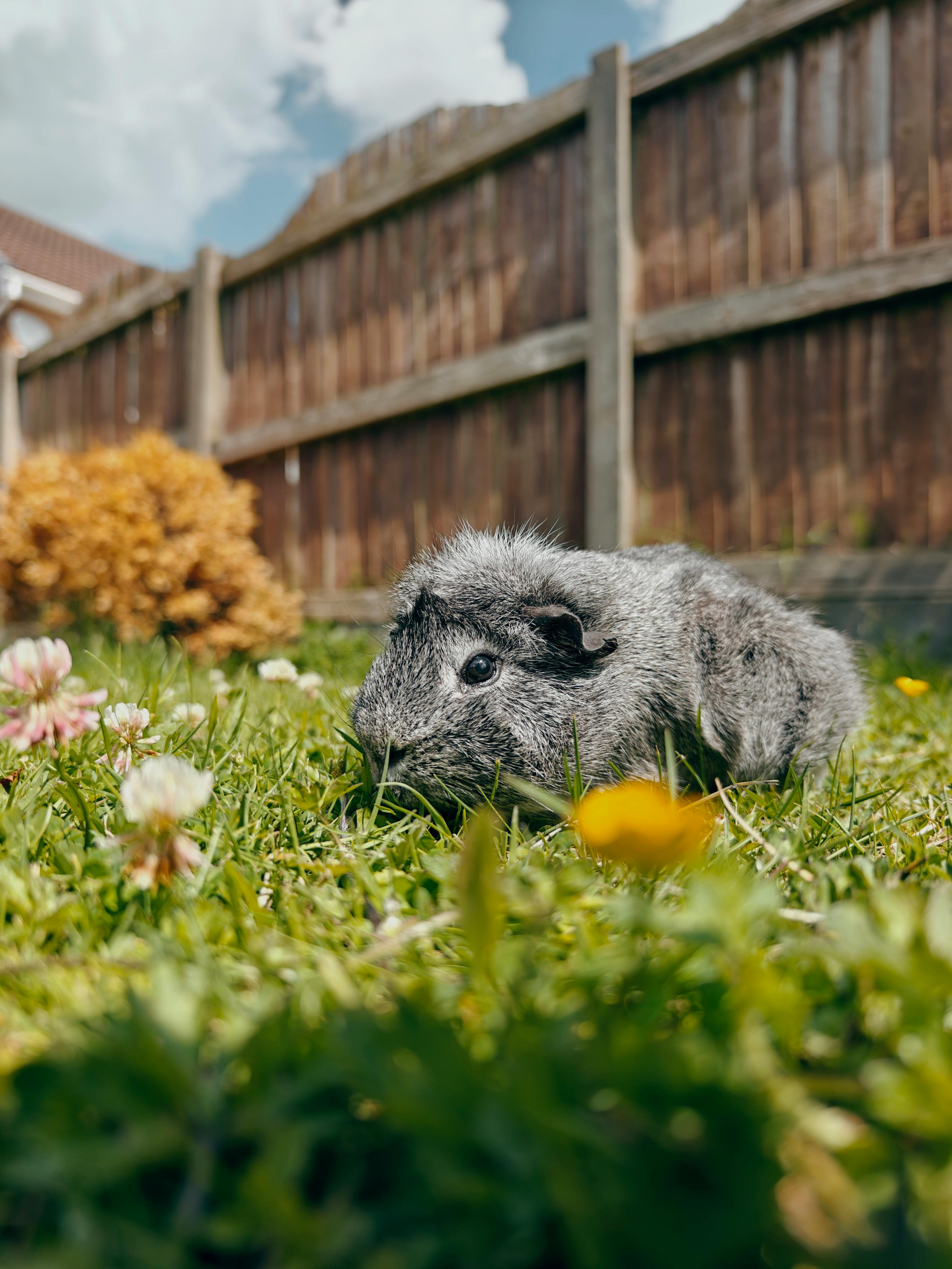 Vitamine C tekort bij cavia’s: herkennen, voorkomen en behandelen