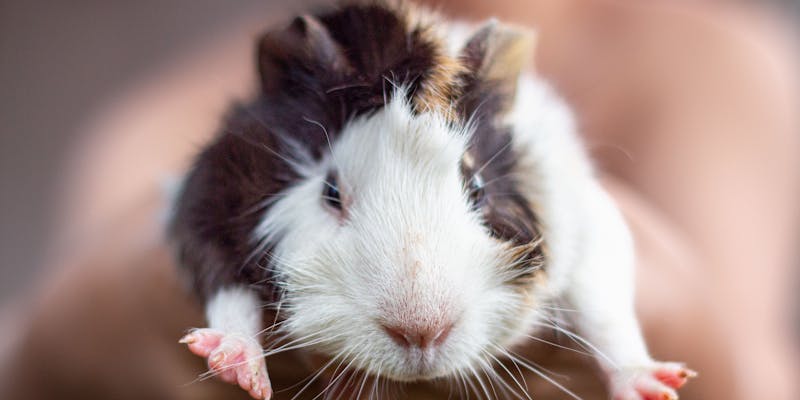 Cavia voeding: wat eet een cavia?