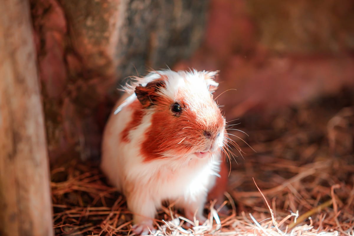 Cavia's koel houden in de zomer: warmte en drinken