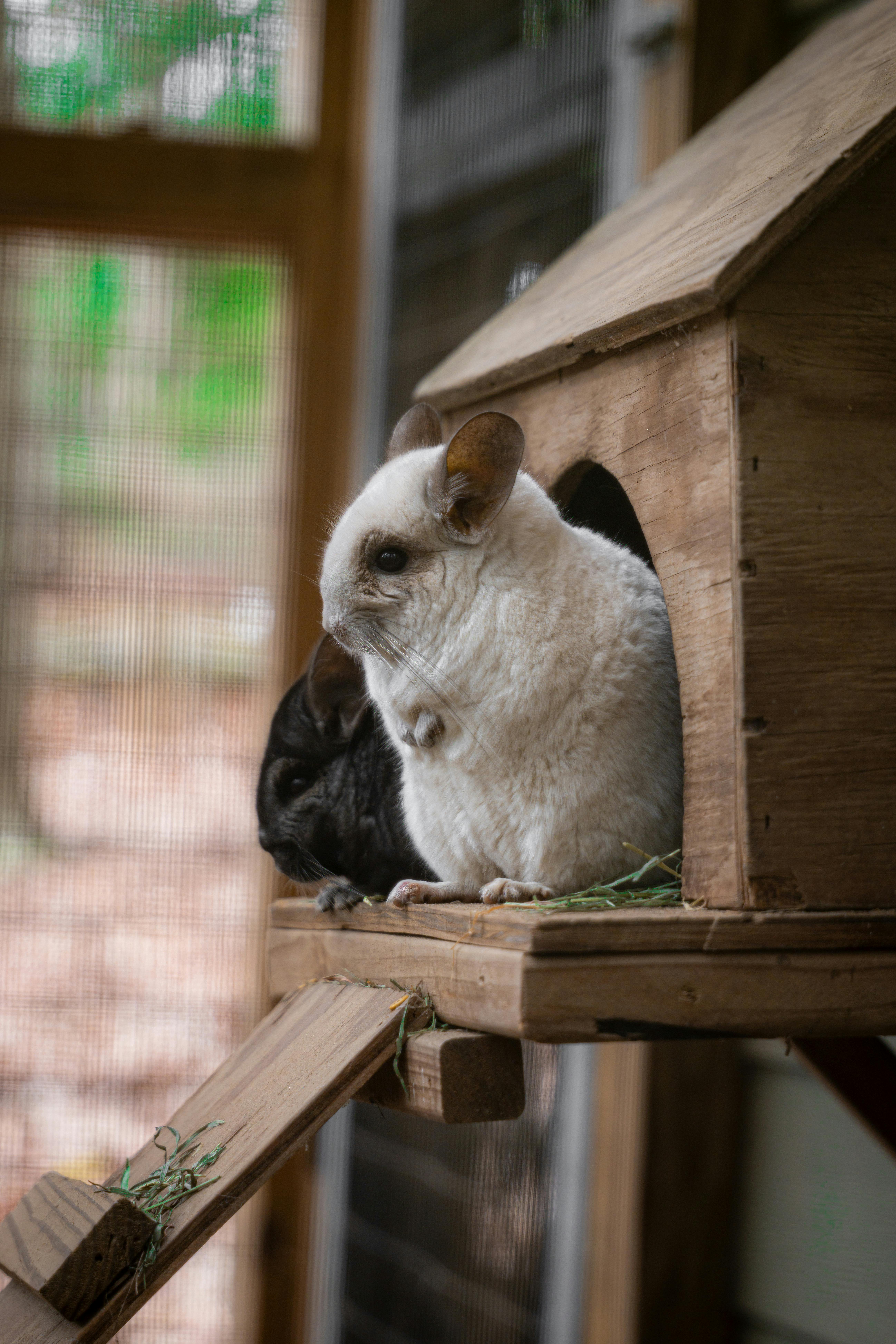 Chinchilla voeding: hooi als basis