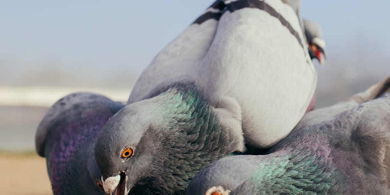 Duiven voeren: het juiste zaadmengsel kiezen