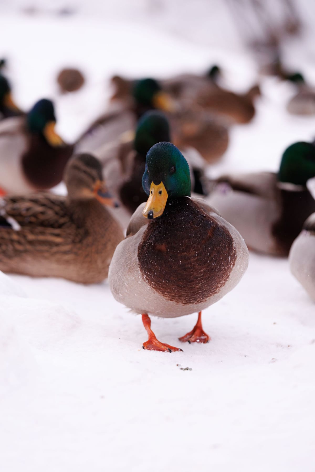 Eenden in de winter: vijver, voer en vorst