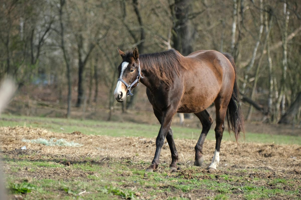 Elektrolyten voor paarden: zweten en water in de zomer
