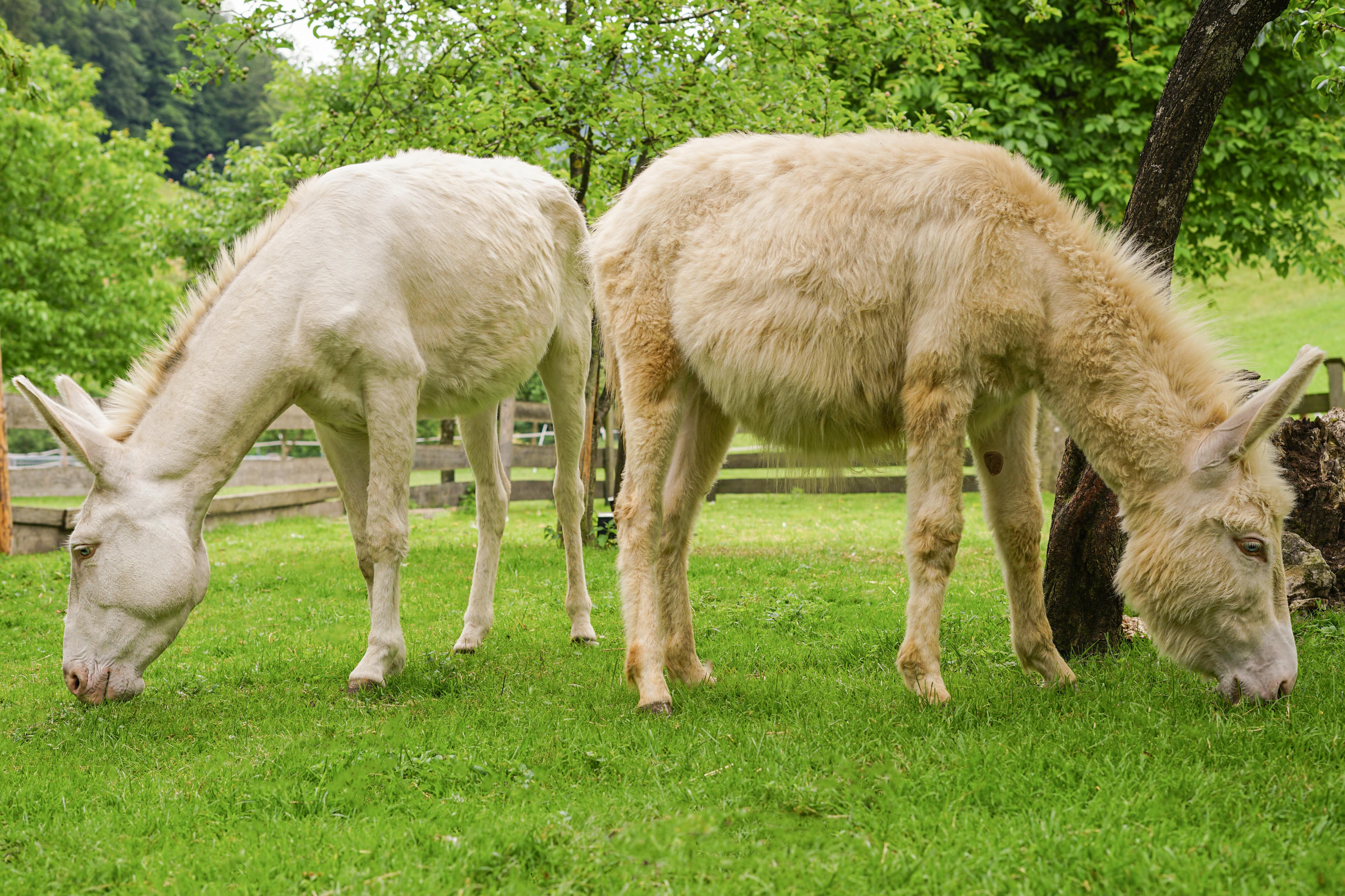 Ezel in de wei: gevaren van te veel gras
