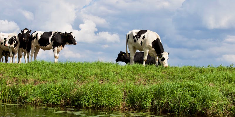 Grasland beheer: beter gras voor uw dieren