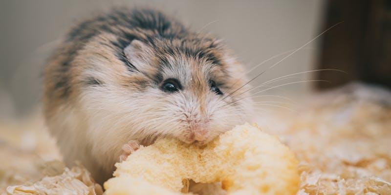 Hamster voeding: de complete gids