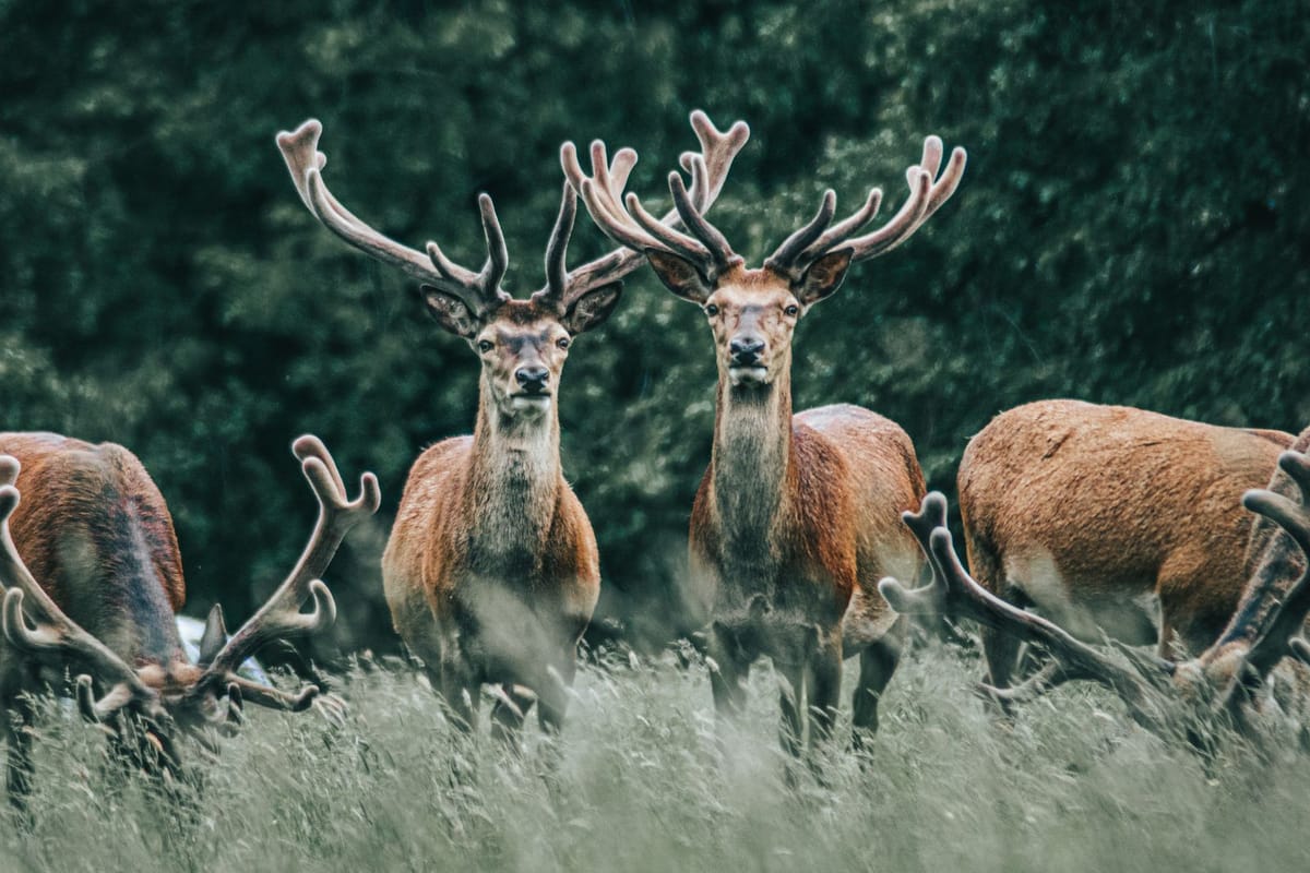 Herten in de bronst: conditieverlies opvangen met voeding
