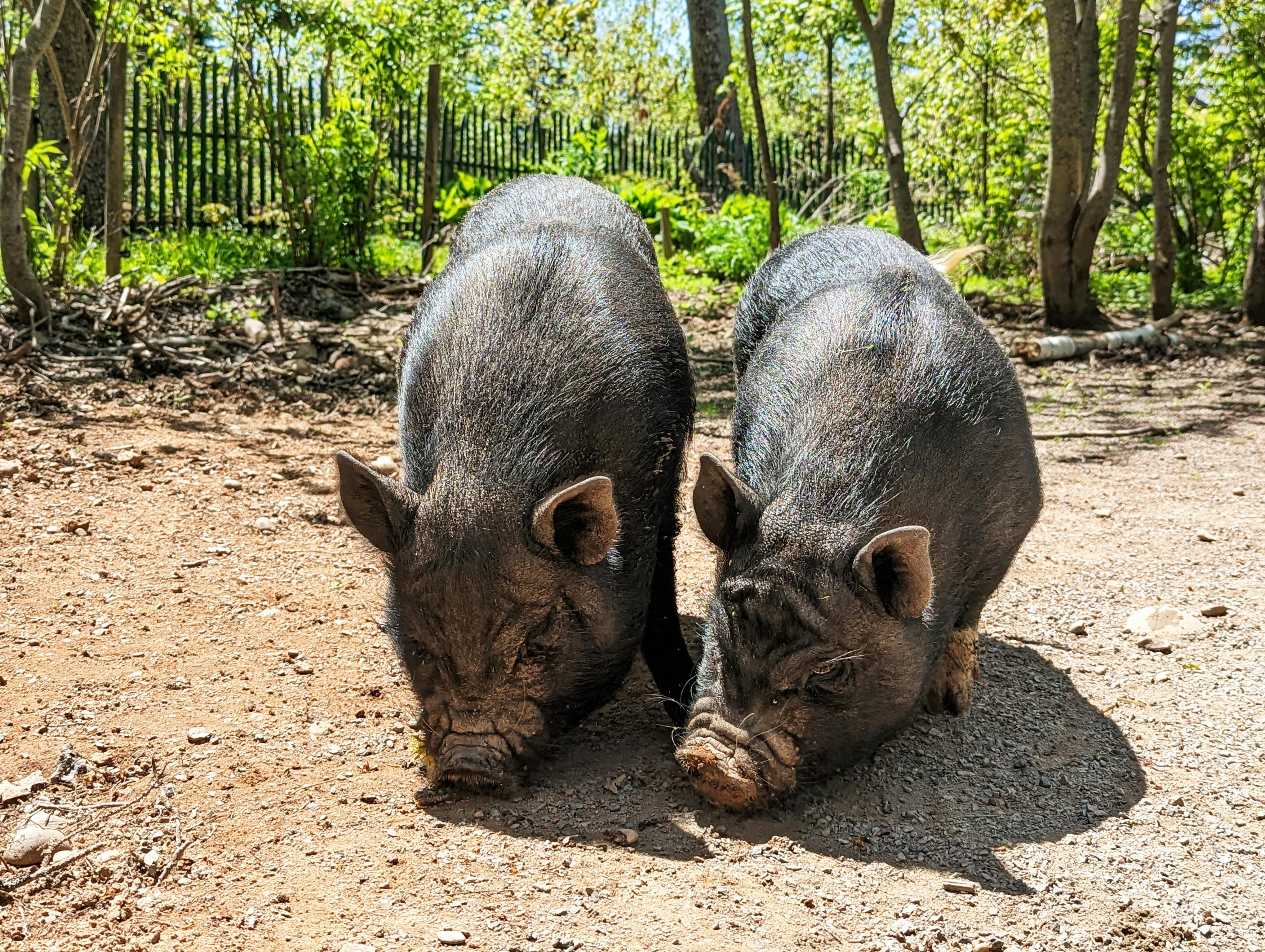 Hobbyvarkens voeren: veelgemaakte fouten