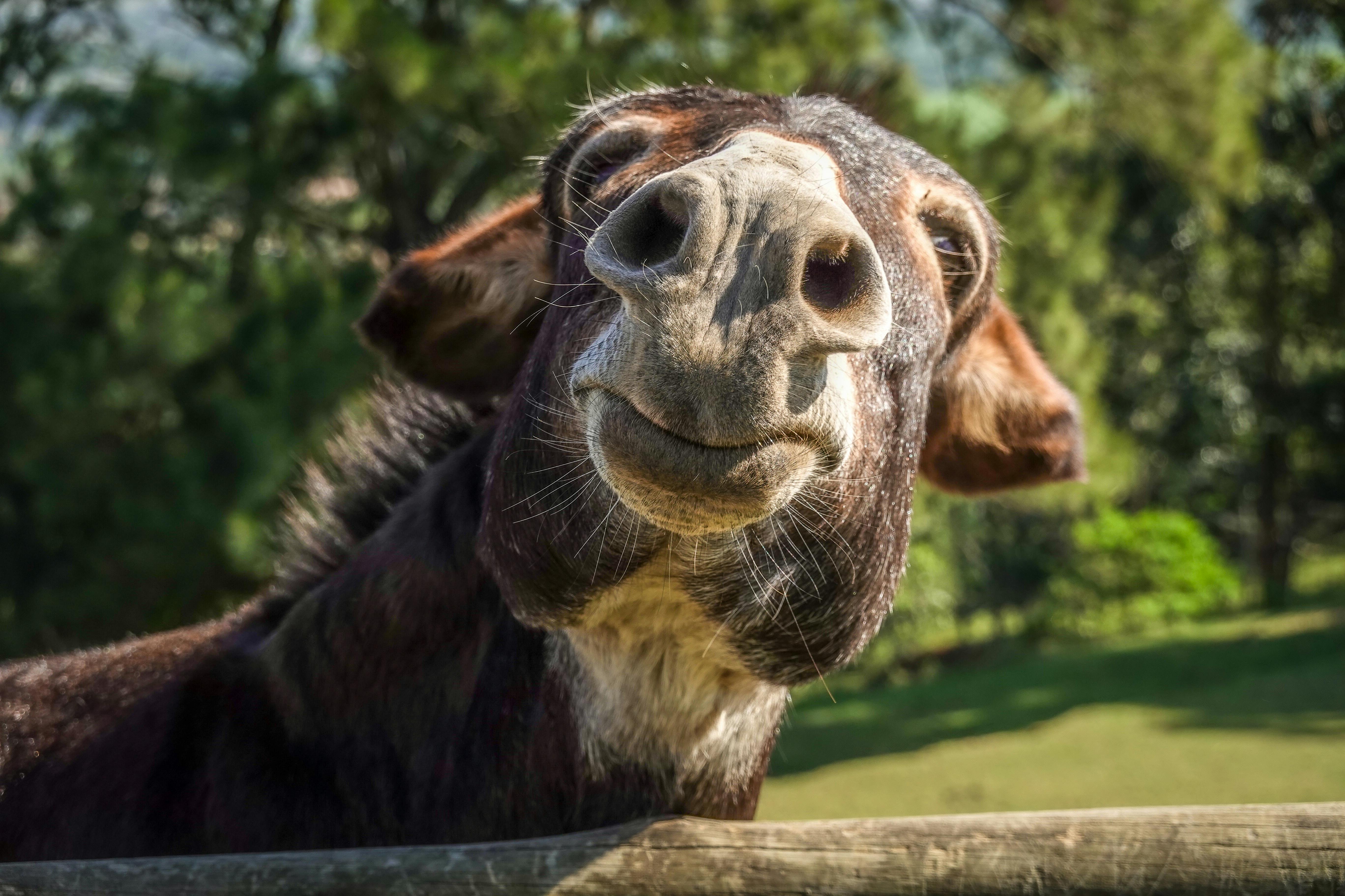 Hoeveel hooi heeft een ezel nodig per dag?