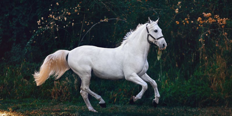 Hoeveel hooi heeft een paard per dag nodig?