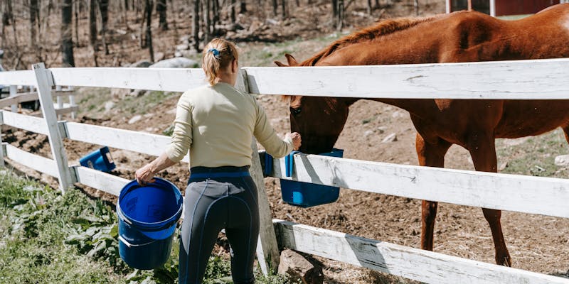Hoeveel water drinkt een paard per dag?