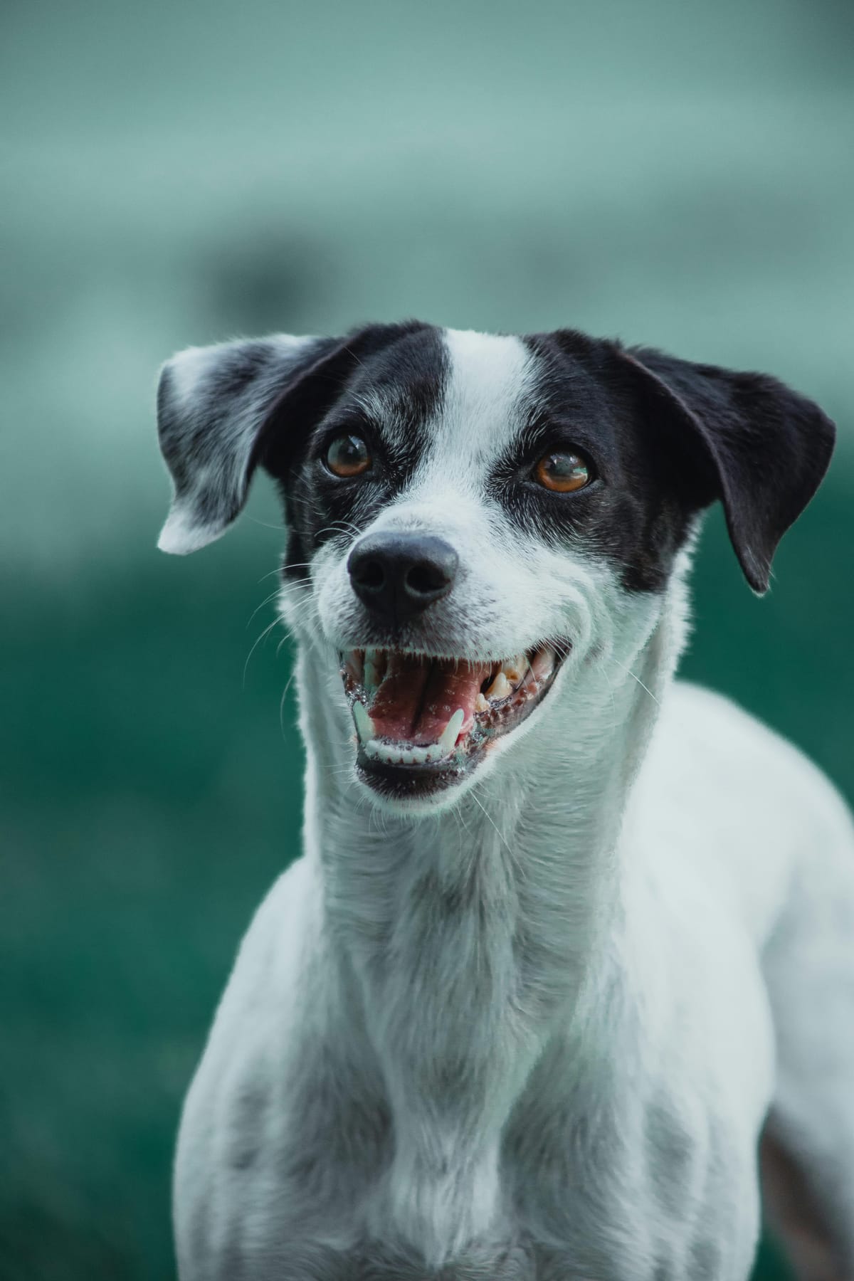 Je hond in de winter: voeding, beweging en vachtzorg