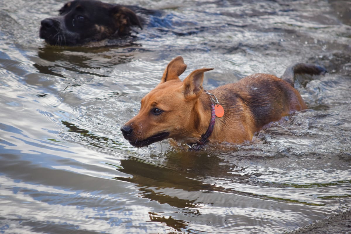 Hond koelen bij warm weer: water, schaduw en gevaren
