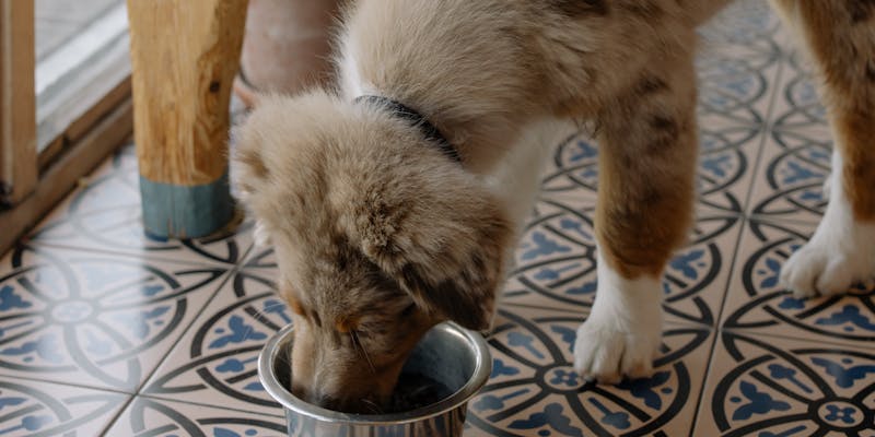 Hond met overgewicht: afvallen door voeding