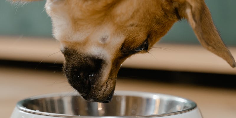 Hond voeren: hoeveel en wat eet een hond per dag?