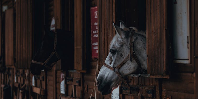 Hooikoorts bij paarden: voeding aanpassen