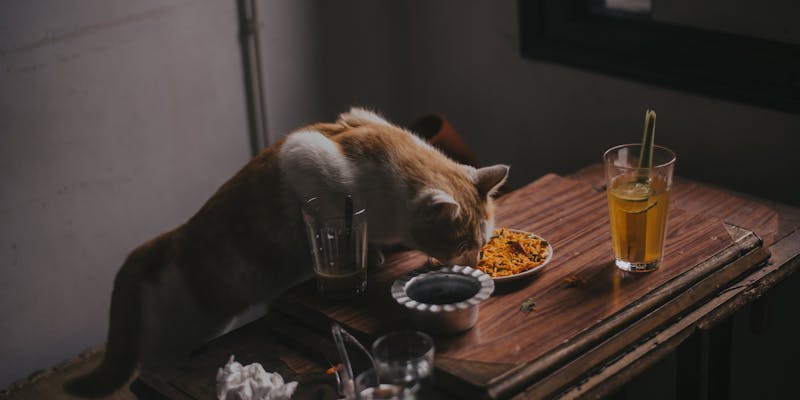 Kat voeding: hoeveel eet een kat per dag?
