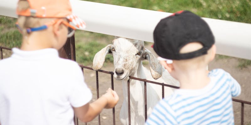 Dieren voeden op de kinderboerderij: praktische gids