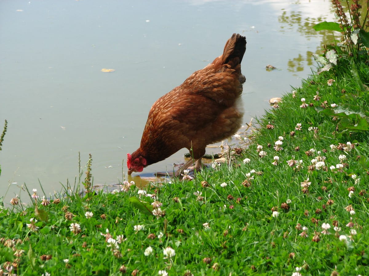 Kippen bij hitte: minder eieren, meer water en schaduw