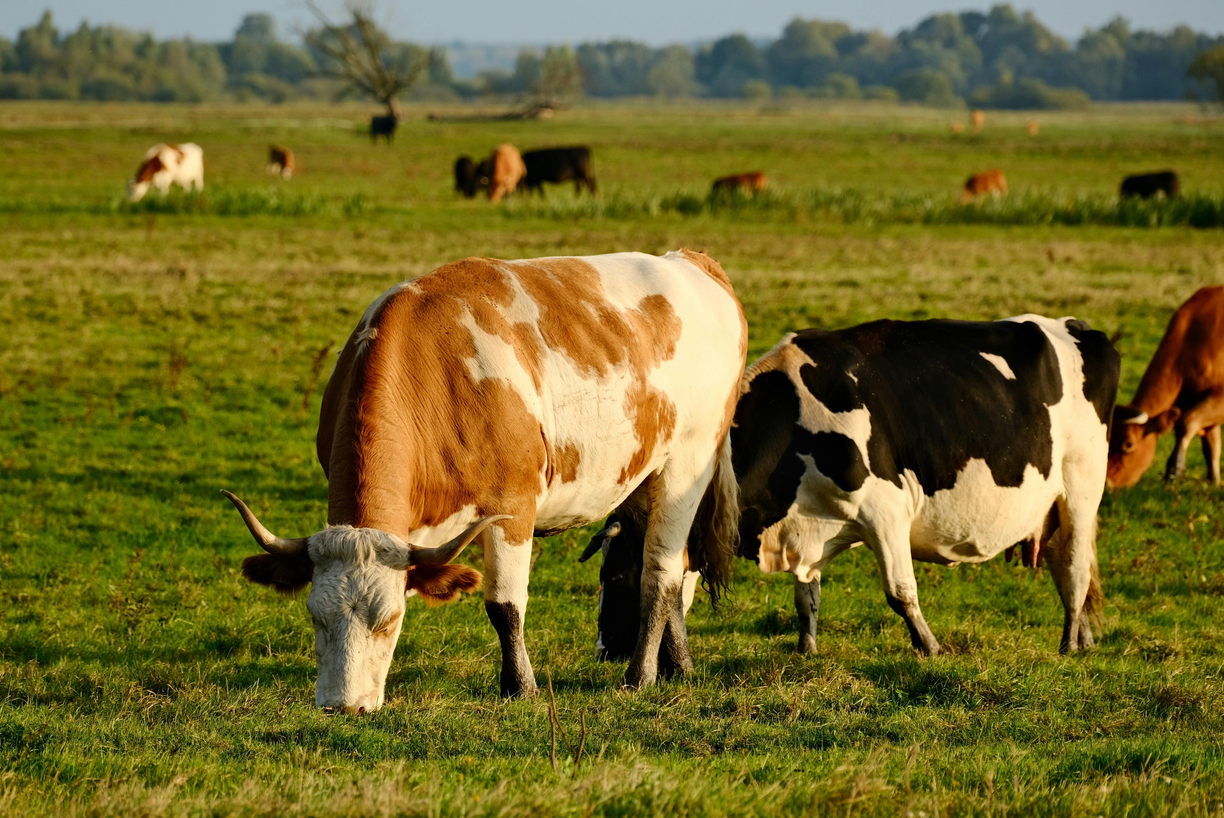 Koeien bijvoeren bij weidegang: wanneer en hoeveel?