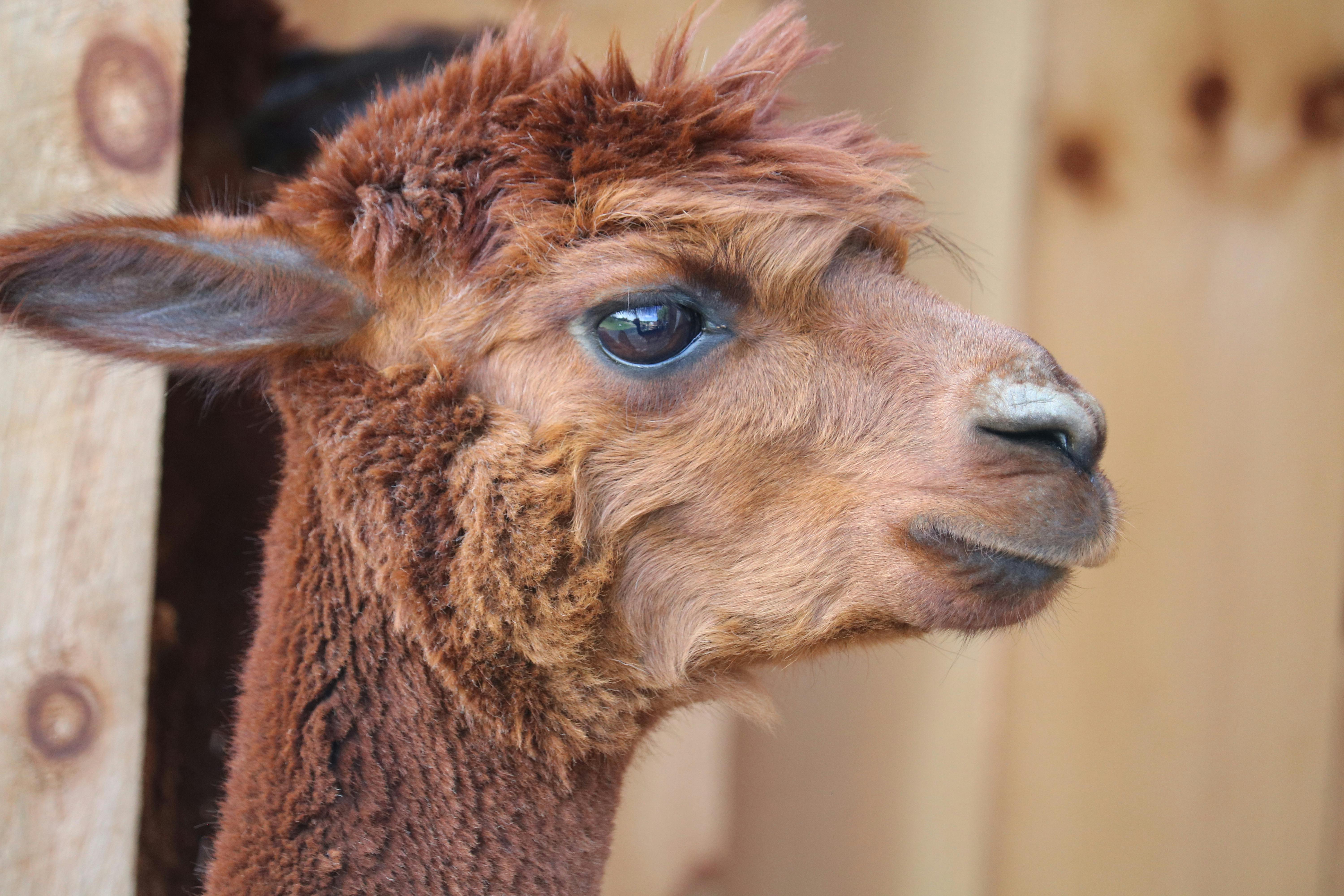 Lama vs. alpaca: de belangrijkste verschillen in voeding