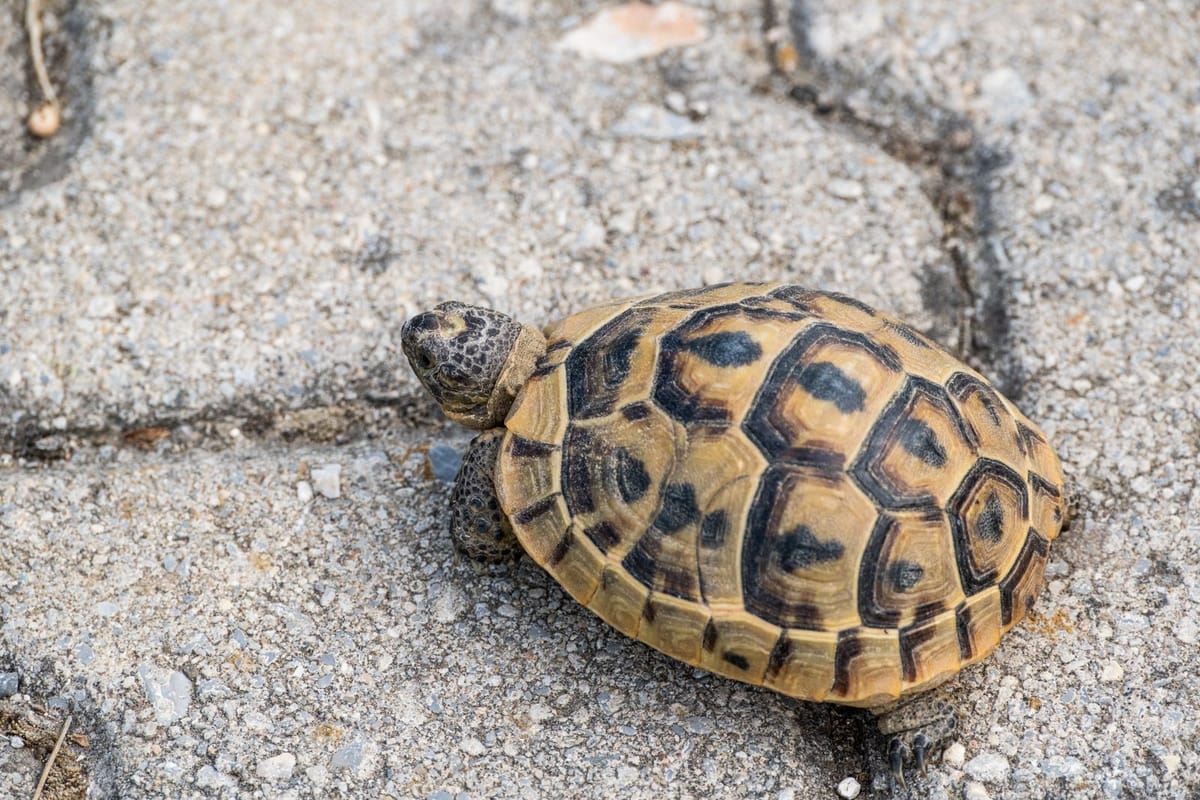 Landschildpad in winterslaap: zo bereid je hem goed voor