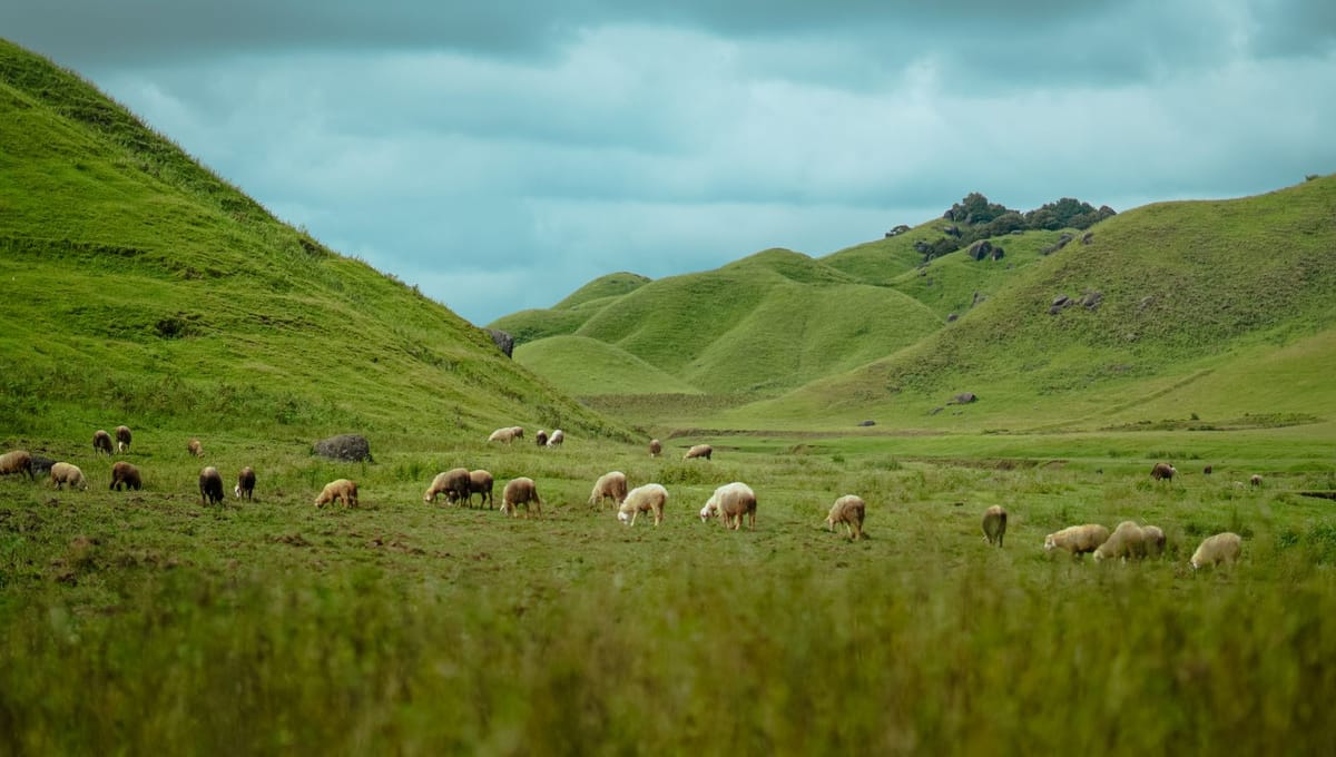 Leverbot bij schapen: het gevaar van natte weides in het najaar