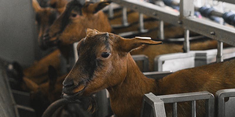 Melkgeiten voeren: voeding voor een goede melkproductie