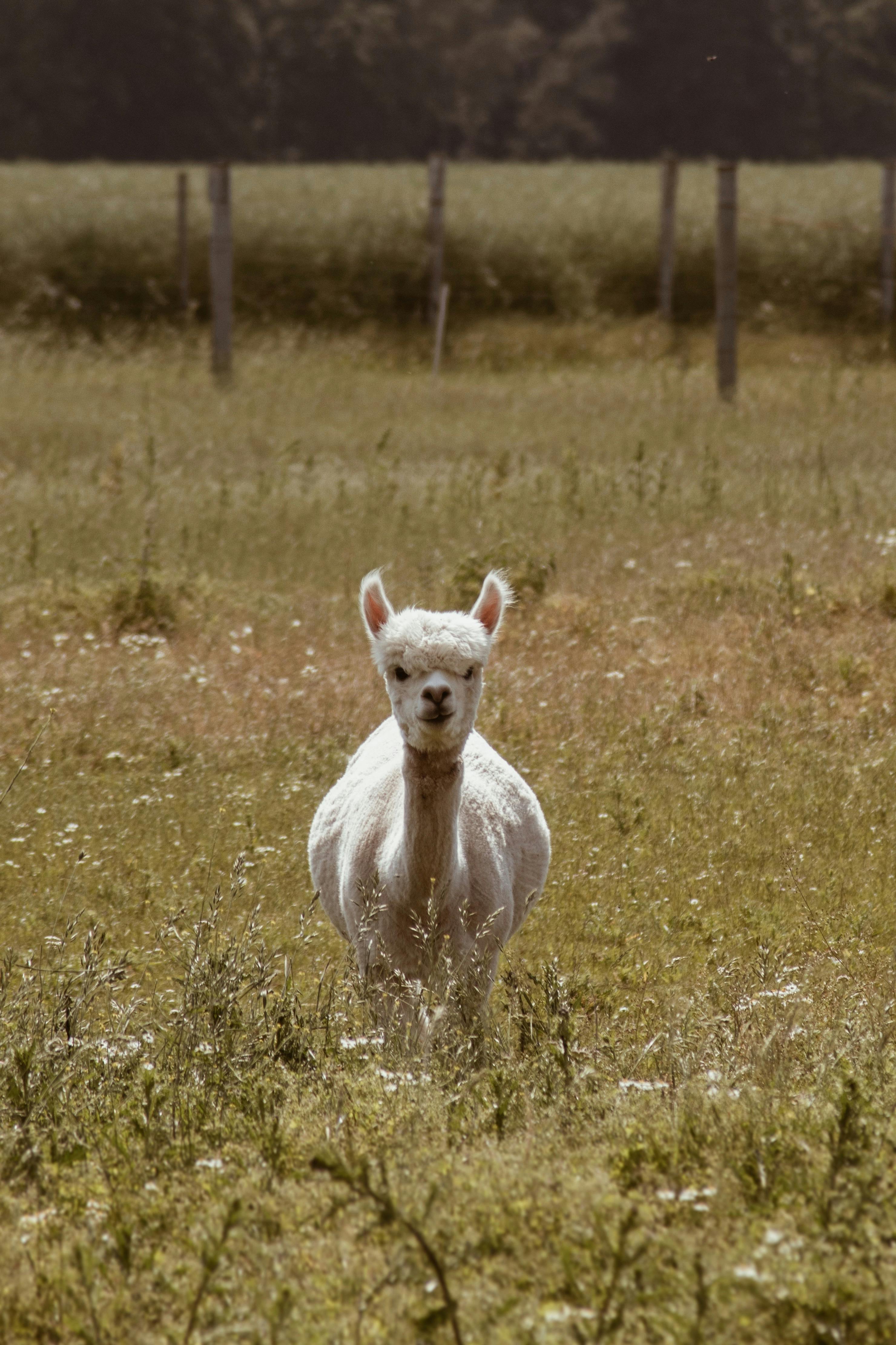 Mineralen voor lama's en alpaca's: waar let je op?