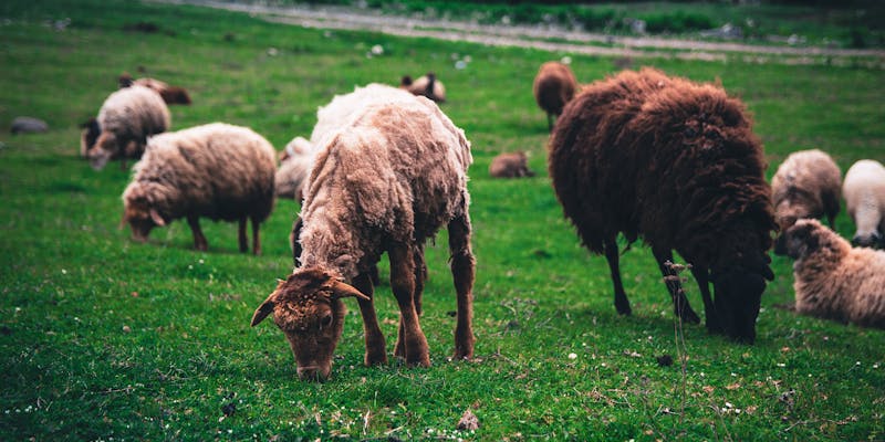Mineralen voor schapen: waar moet je op letten?