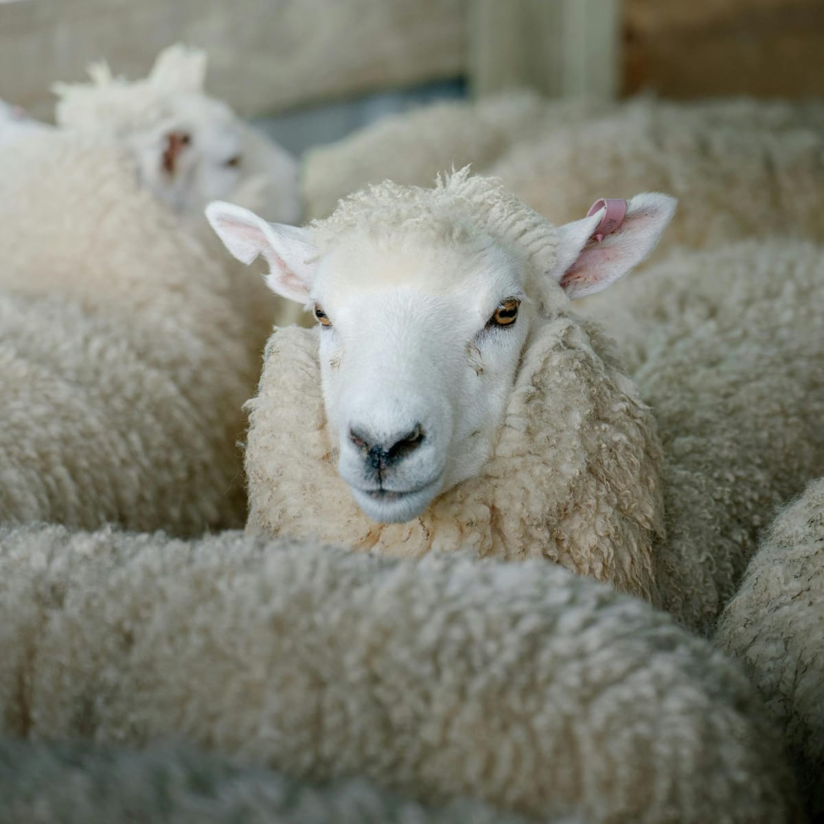 Myiasis bij schapen: huidmadenziekte herkennen en voorkomen