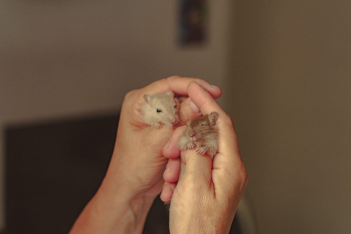 Natte staart bij hamsters: stress, hygiëne en snel handelen