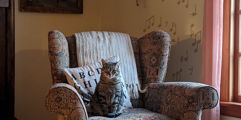 Oude kat voeren: voeding voor de senior kat