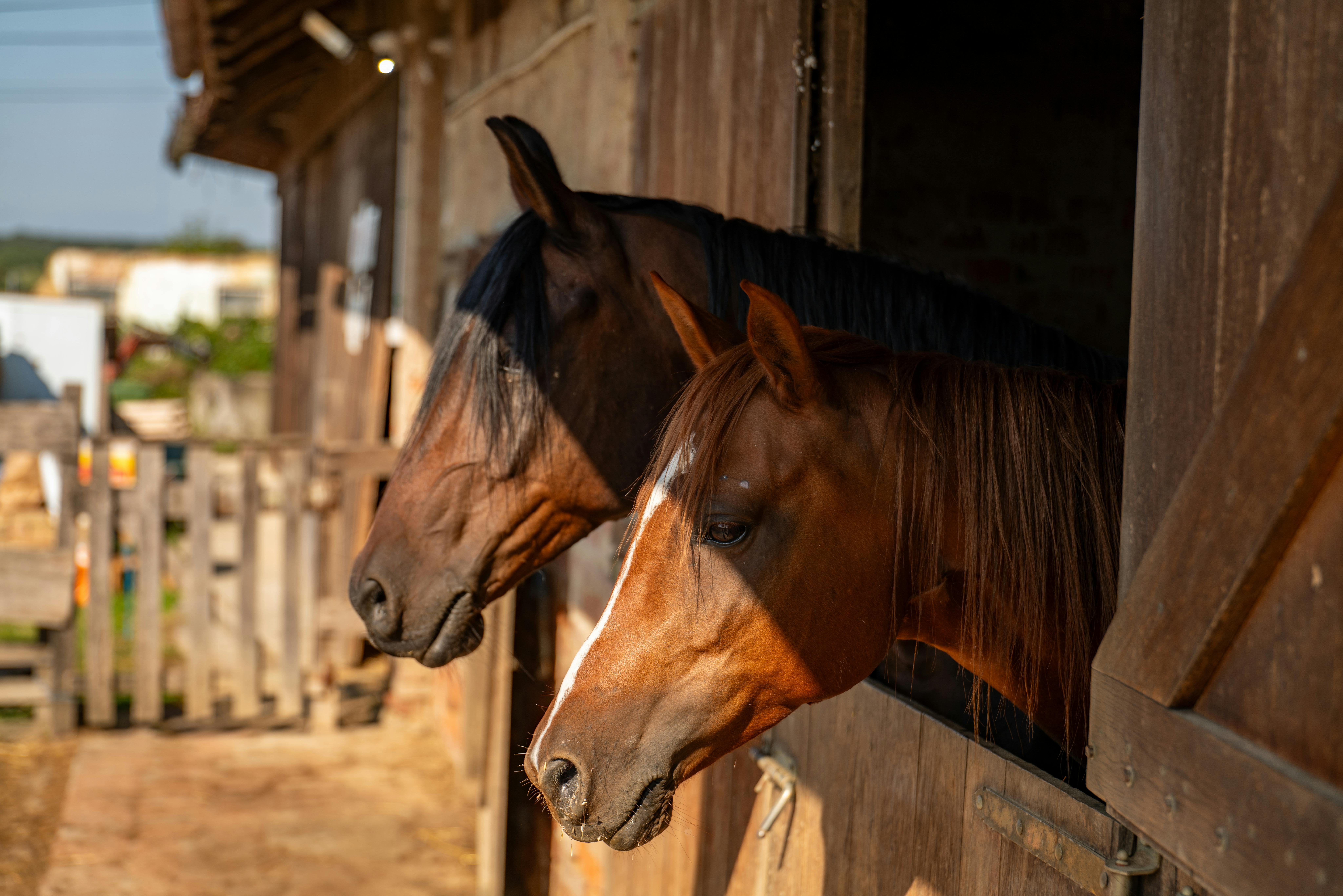 Paard op stal: voeding zonder weidegang