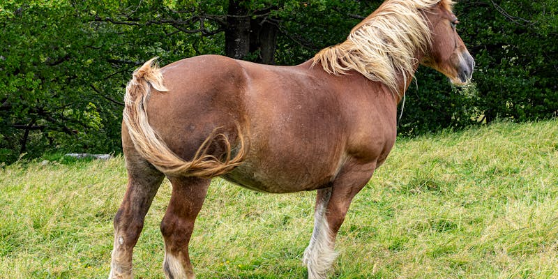 Paard te dik: wat nu? Afvallen bij paarden